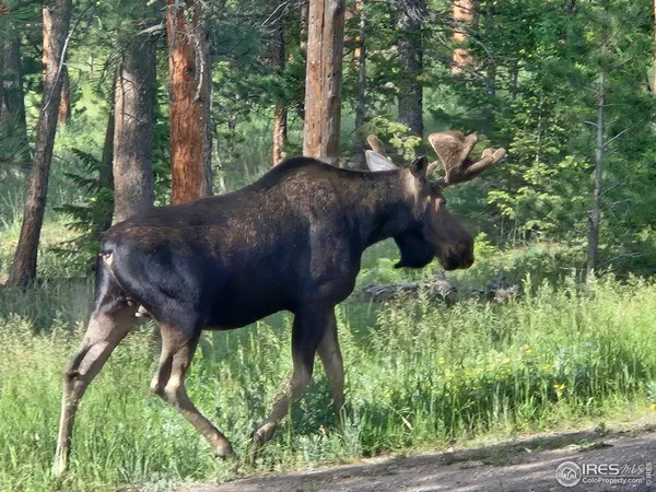 $2,500,000 | 18673 Highway 7, Lyons, CO 80540