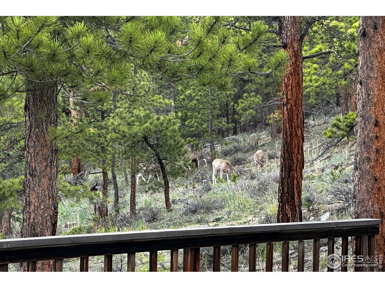 18673 Highway 7 Lyons, CO 80540 - Photo 4 of 39 Fawn Hill is aptly named for the frequent wildlife that visits the property. This priceless view was enjoyed from the deck