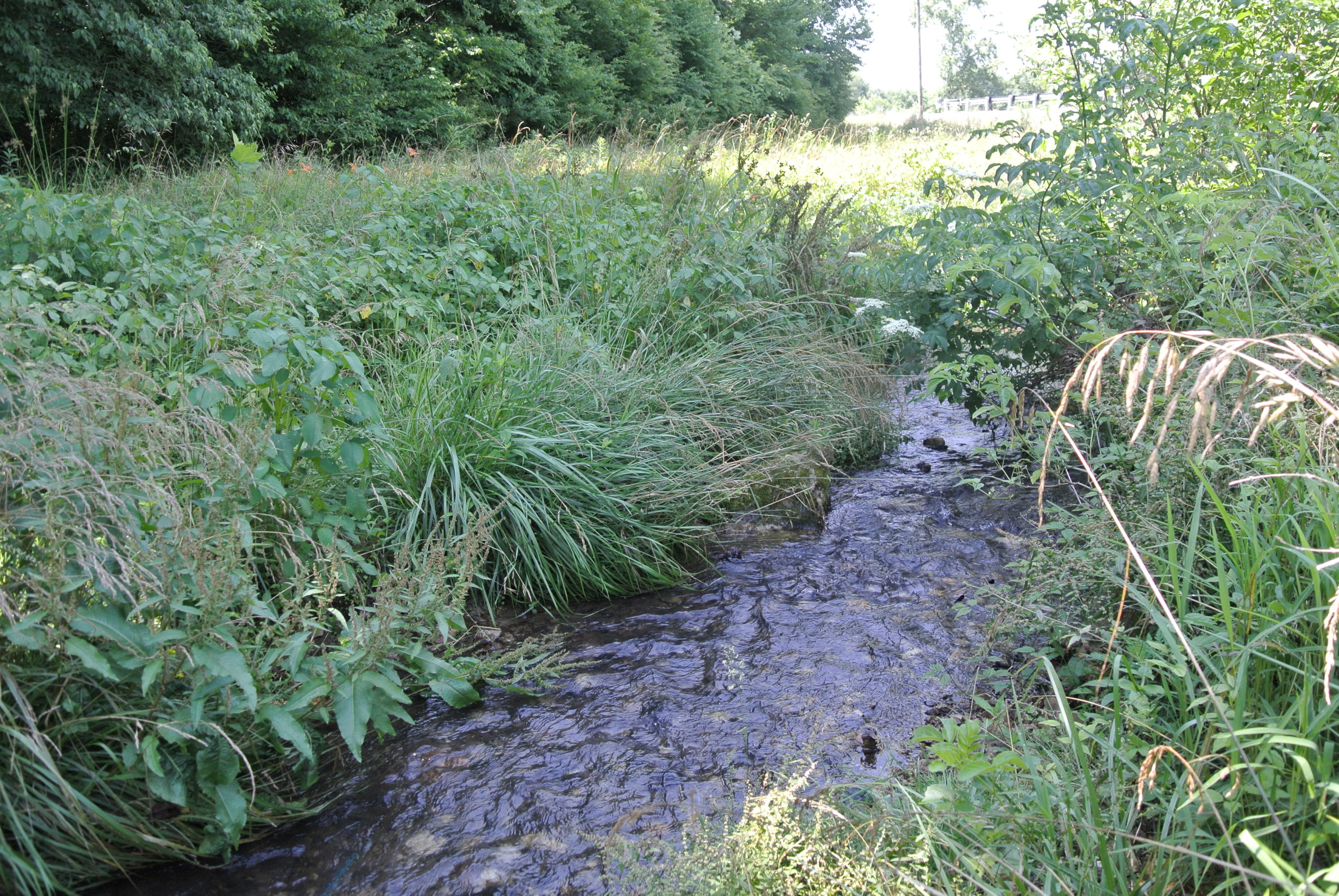 Sweetwater Road Philadelphia, TN 37846 - Photo 7 of 8 DSC_1731