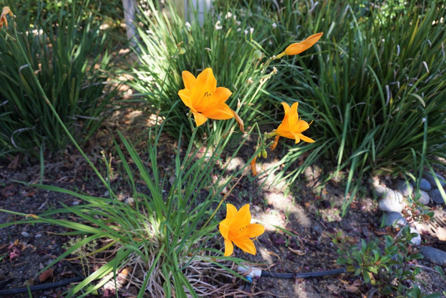 666 Encore Way San Jose, CA 95134 - Photo 38 of 41 a view of a tree in a garden