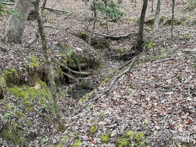 a view of a forest with a tree