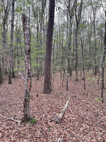 a view of a forest with trees