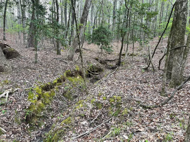 a view of a forest filled with trees