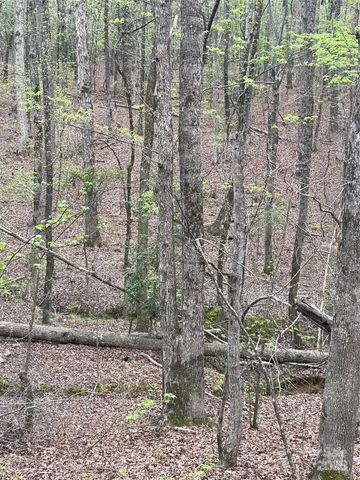 a aerial view of a yard with large trees