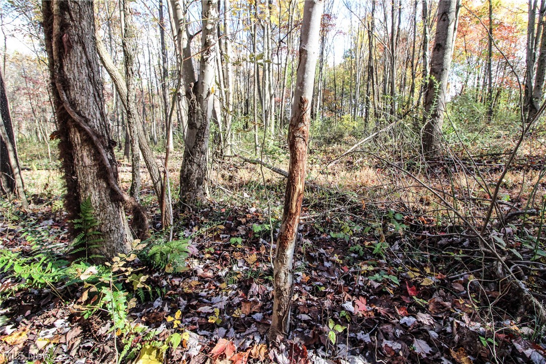 Sleepy Elm Road Southwest Newcomerstown, OH 43832 - Photo 17 of 20 Gallery Image 17