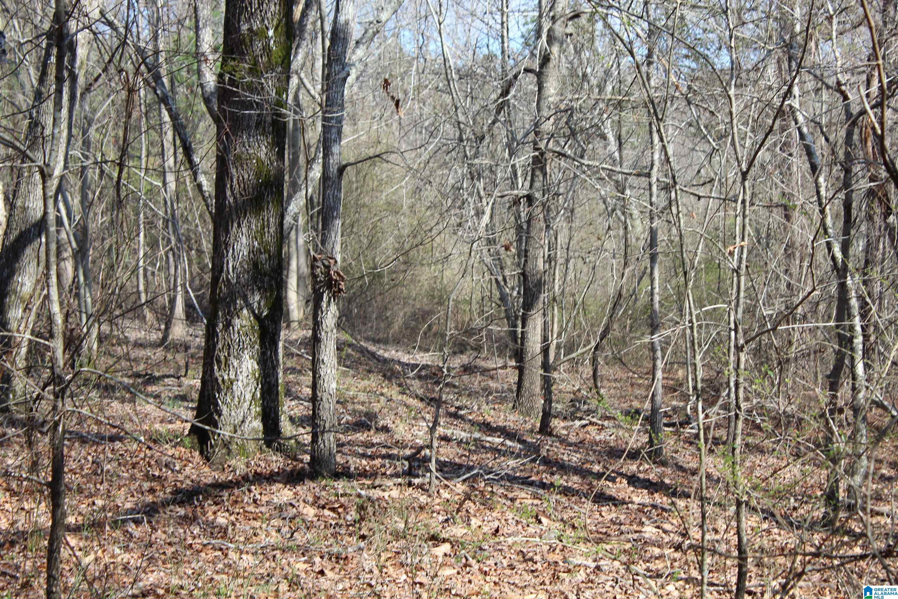 518 County Road, Unit 33 859ACRES Woodland, AL 36280 - Photo 15 of 32
