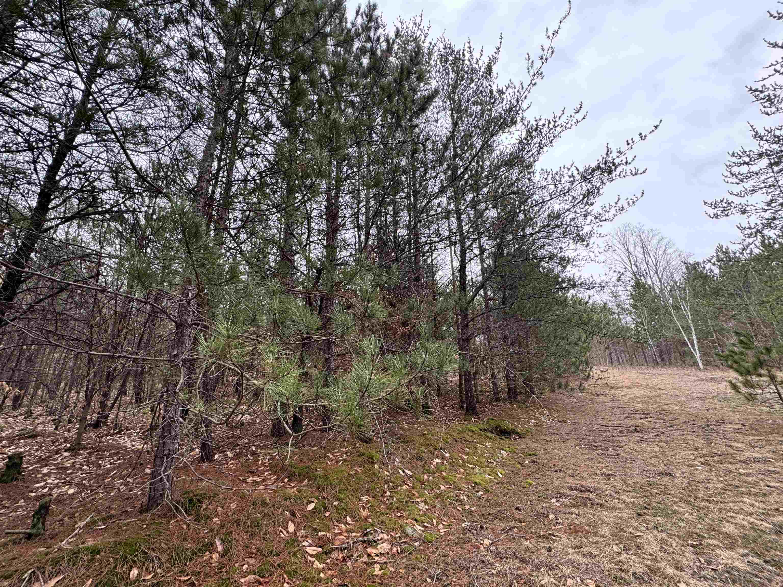 652 Phelps Road Northeast Kalkaska, MI 49646 - Photo 9 of 13
