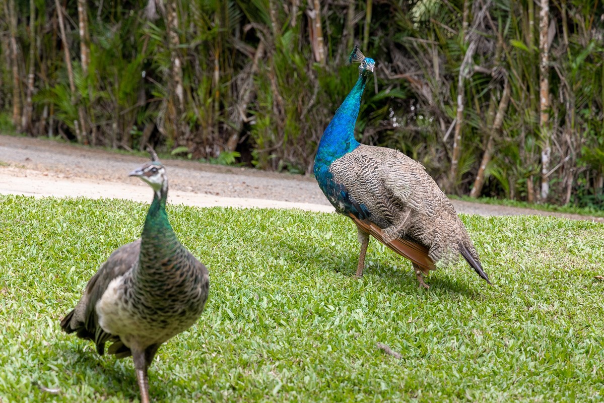 6281 Hauaala Road, Unit 2 Kapaa, HI 96746 - Photo 30 of 30