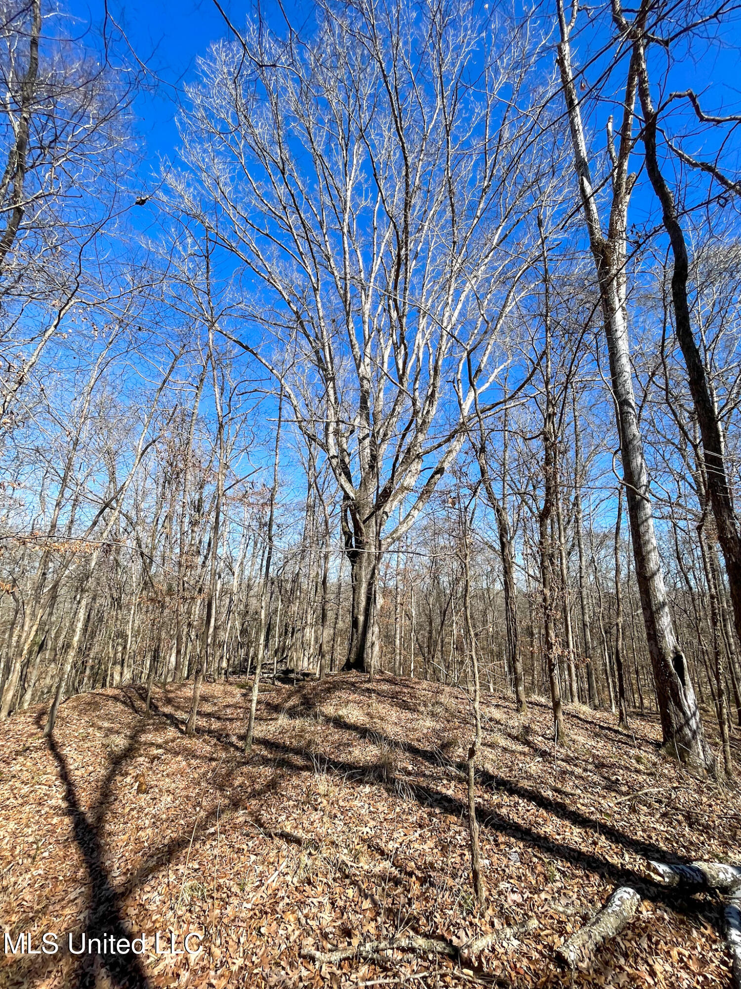 1 Robinson Springs Road Flora, MS 39071 - Photo 2 of 20 IMG_4528
