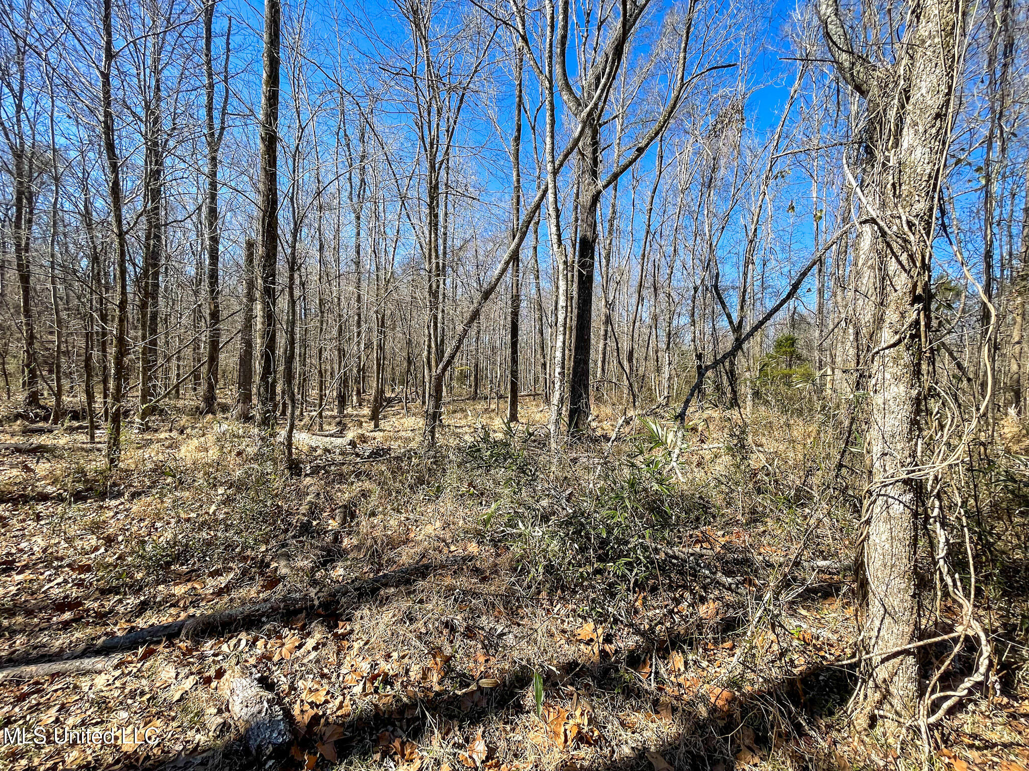 1 Robinson Springs Road Flora, MS 39071 - Photo 5 of 20 IMG_4507