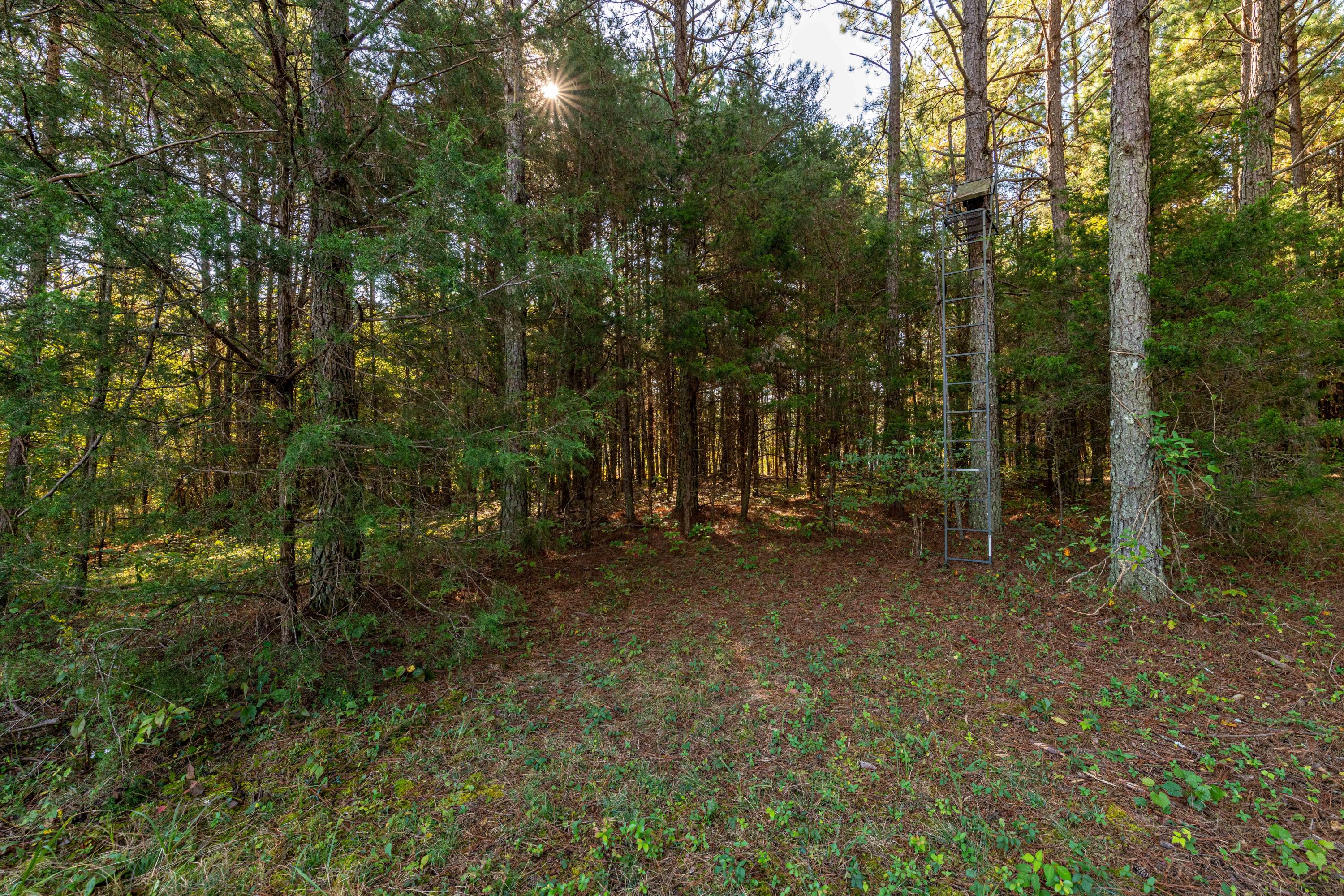 401 Johns Road Decatur, TN 37322 - Photo 22 of 42 D85_2298
