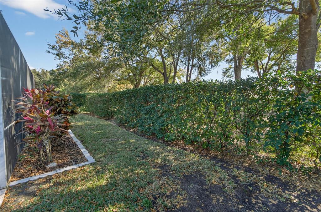 3522 Fox Squirrel Lane Valrico, FL 33596 - Photo 65 of 82 a view of a yard with plants and large trees