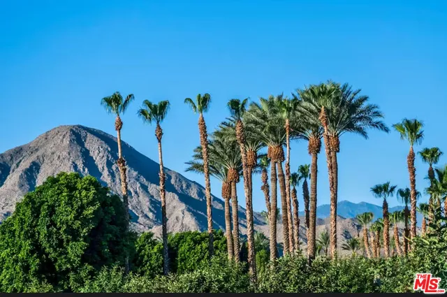 a view of a palm plant with a palm and yard