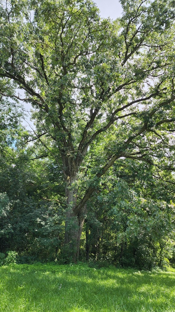 20105 Oak Grove Road Harvard, IL 60033 - Photo 53 of 60