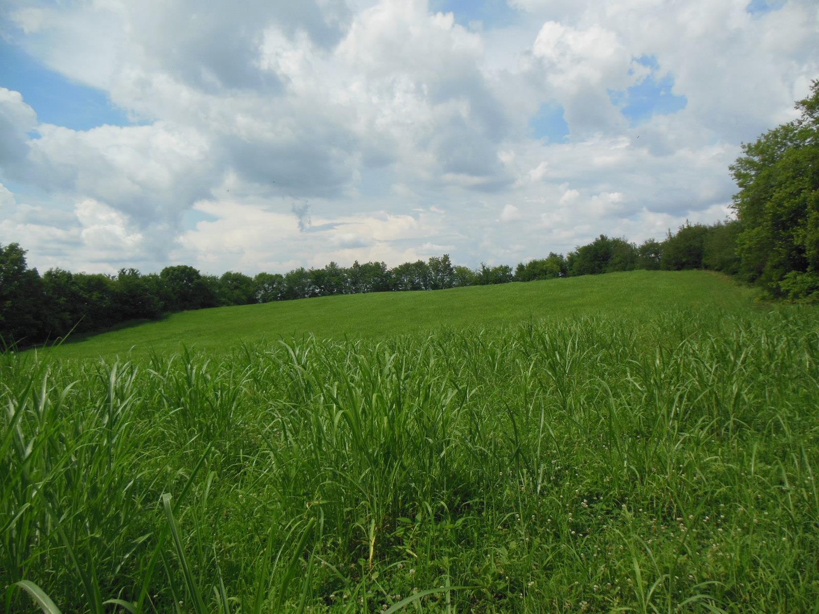 5525 Minnis Road Springfield, TN 37172 - Photo 16 of 20 a view of a big yard with plants and a big yard
