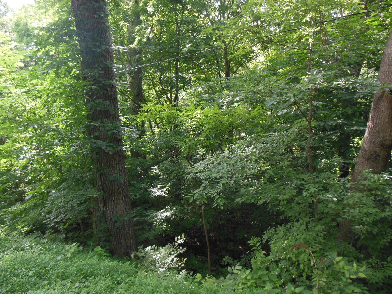 5525 Minnis Road Springfield, TN 37172 - Photo 18 of 20 a view of a forest with a tree