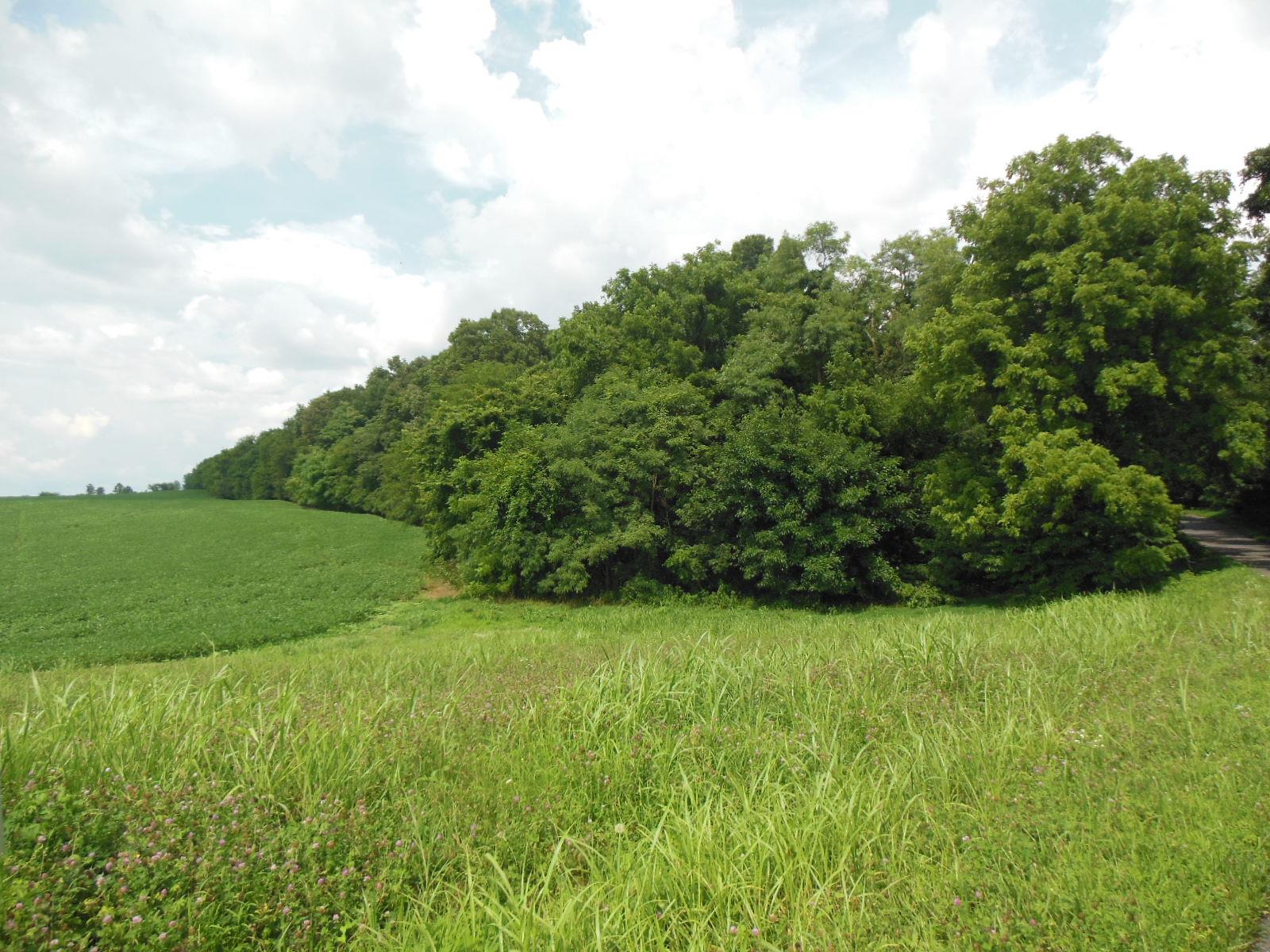 5525 Minnis Road Springfield, TN 37172 - Photo 20 of 20 a view of a grassy field with trees