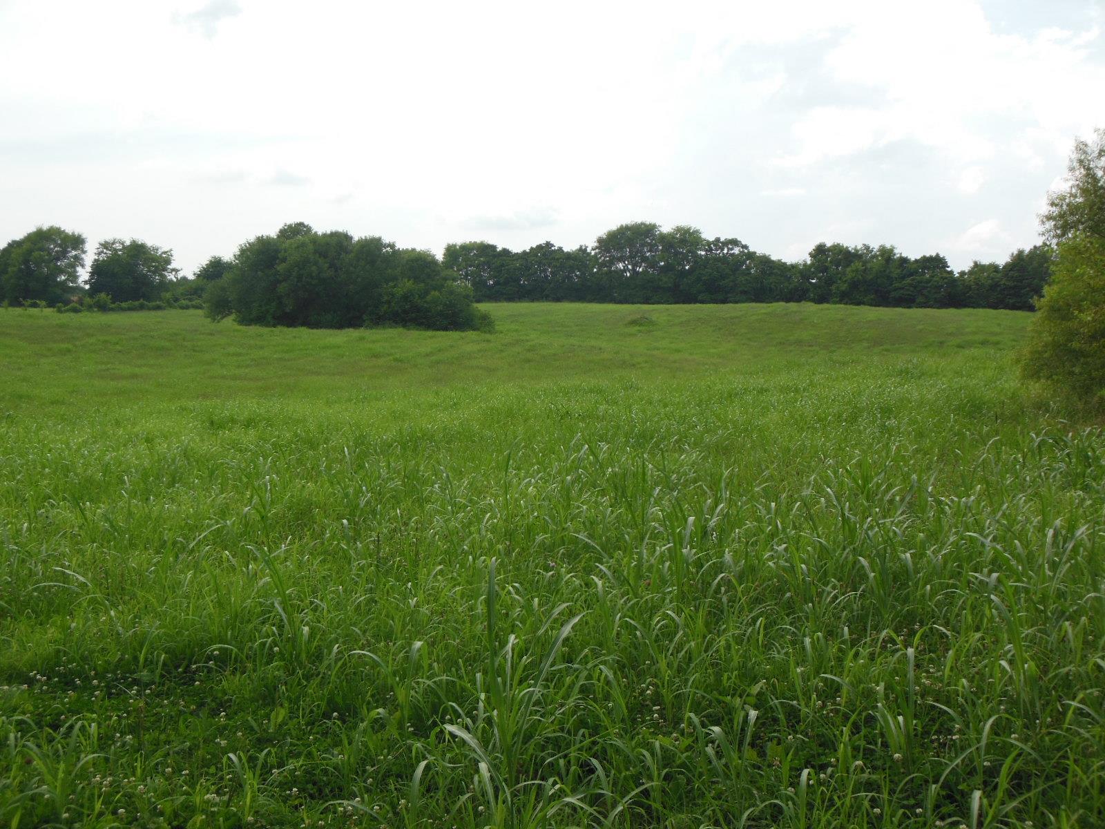 5525 Minnis Road Springfield, TN 37172 - Photo 5 of 20 a view of a grassy field