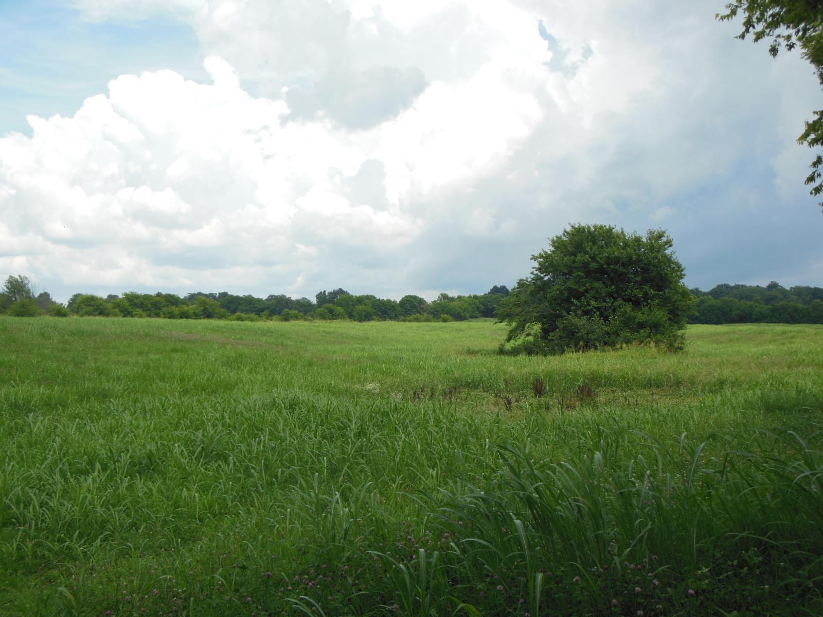 5525 Minnis Road Springfield, TN 37172 - Photo 8 of 20 a view of a green field with lots of green space