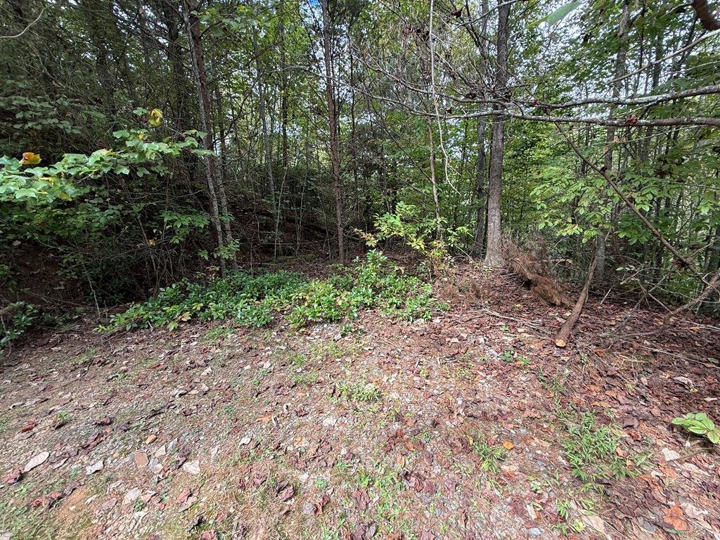 a view of a forest with trees and bushes