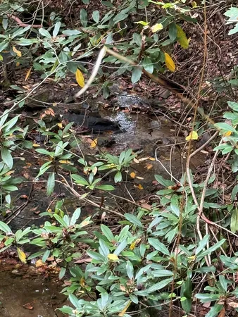 a view of a forest with trees