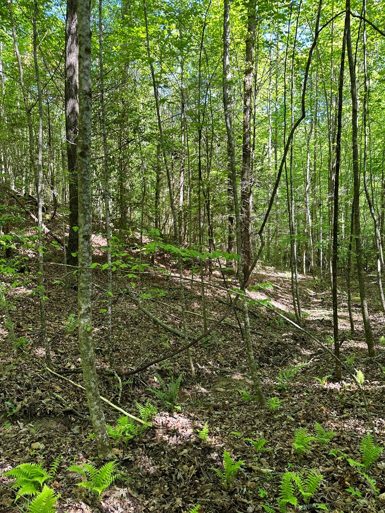 0 Reserve Estate Murphy, NC 28906 - Photo 12 of 18 a view of a forest with trees