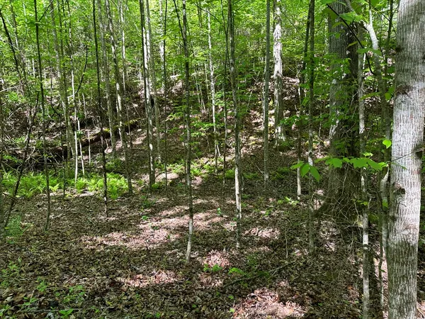 a view of a plant in a garden