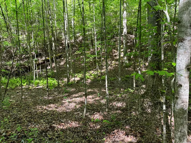 a view of a plant in a garden