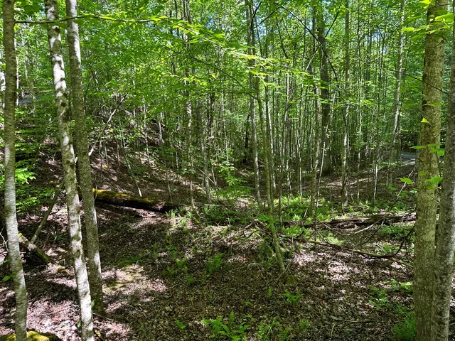 a close up of a plant in a garden