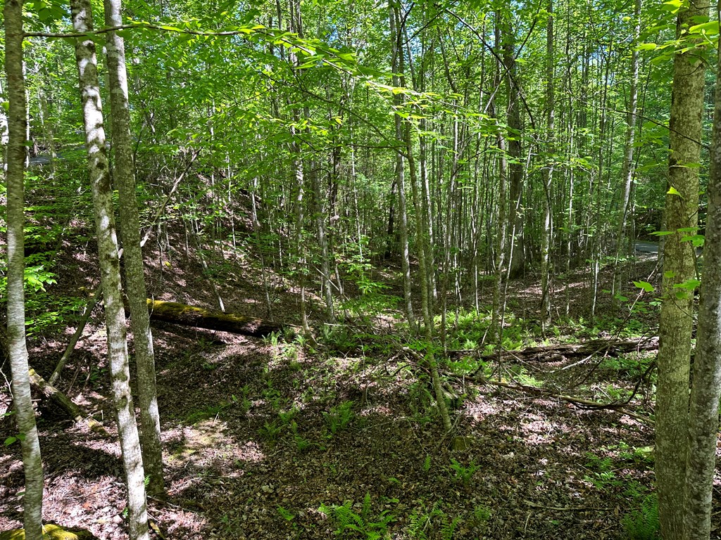 0 Reserve Estate Murphy, NC 28906 - Photo 15 of 18 a view of a plant in a garden