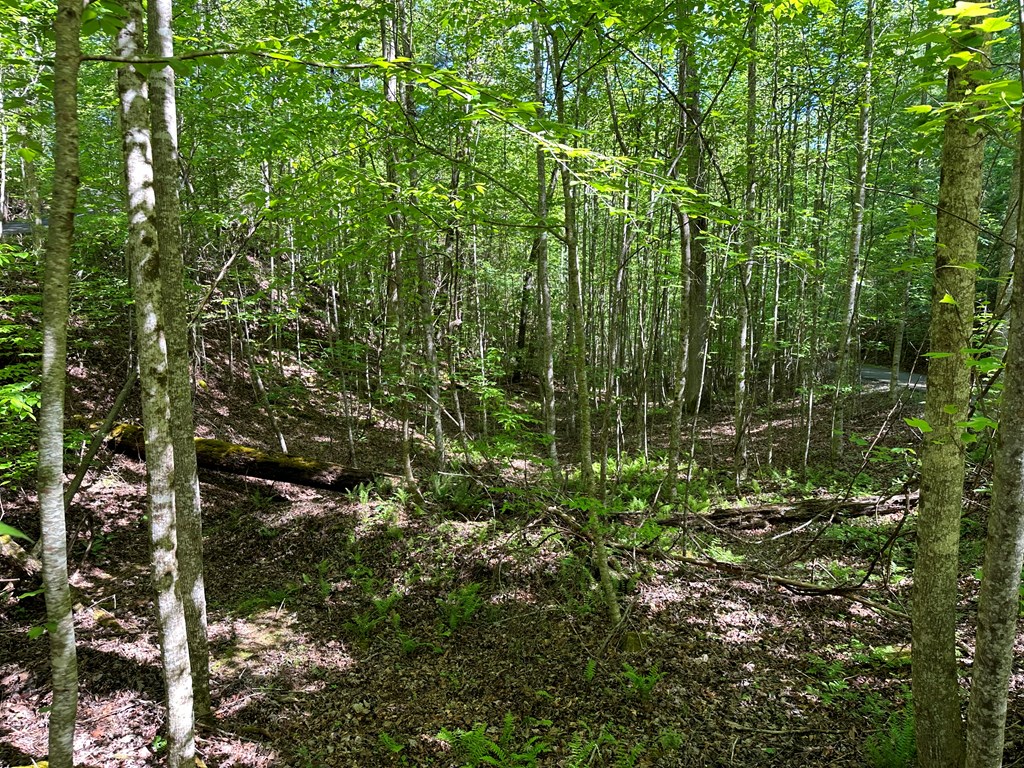 0 Reserve Estate Murphy, NC 28906 - Photo 16 of 18 a view of a tree in a garden