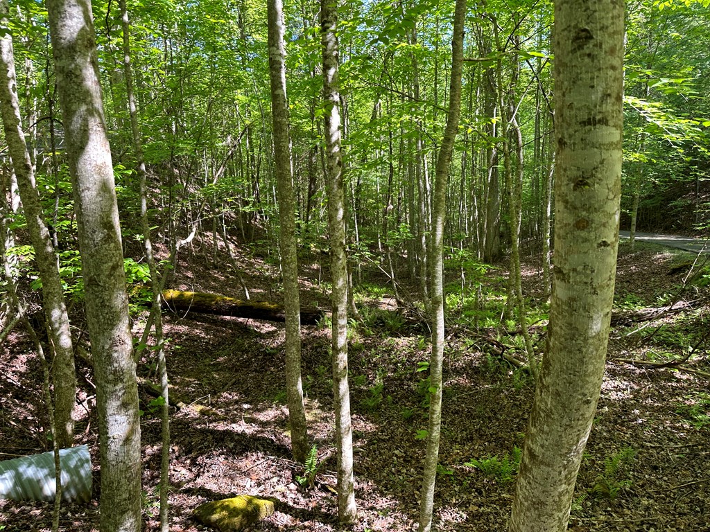 0 Reserve Estate Murphy, NC 28906 - Photo 17 of 18 a close up of a plant in a garden