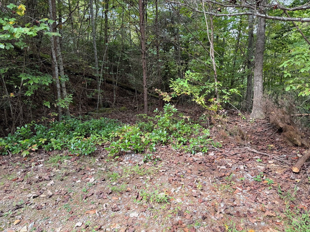 0 Reserve Estate Murphy, NC 28906 - Photo 2 of 18 a view of a garden with plants and large trees