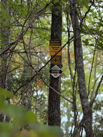 a close up of a tree in a lake