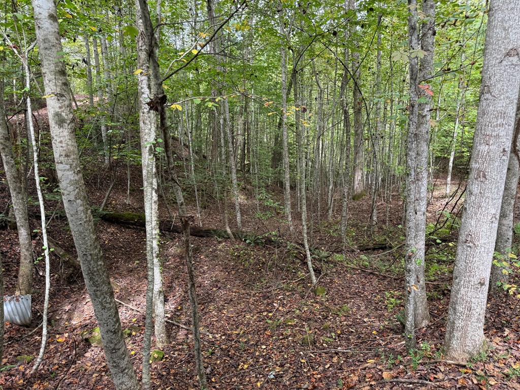 0 Reserve Estate Murphy, NC 28906 - Photo 5 of 18 a view of a forest