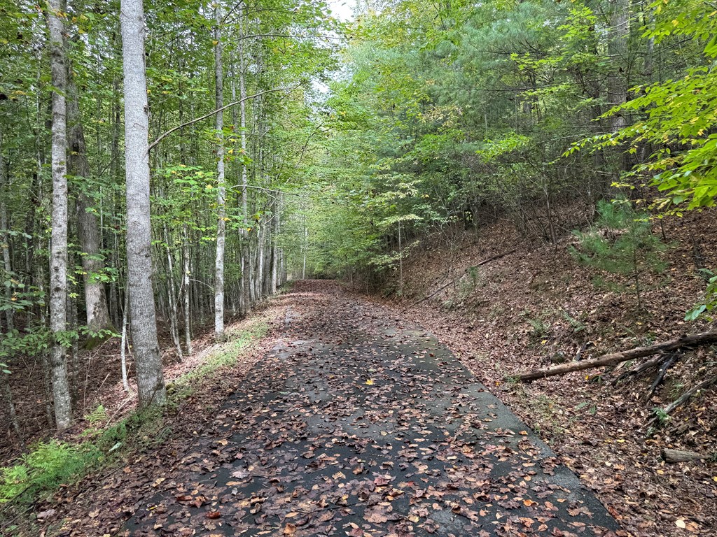 0 Reserve Estate Murphy, NC 28906 - Photo 6 of 18 a view of a forest with lots of trees