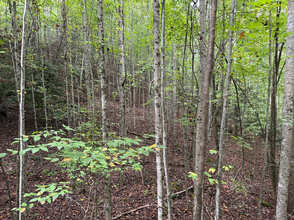 0 Reserve Estate Murphy, NC 28906 - Photo 7 of 18 a view of a garden
