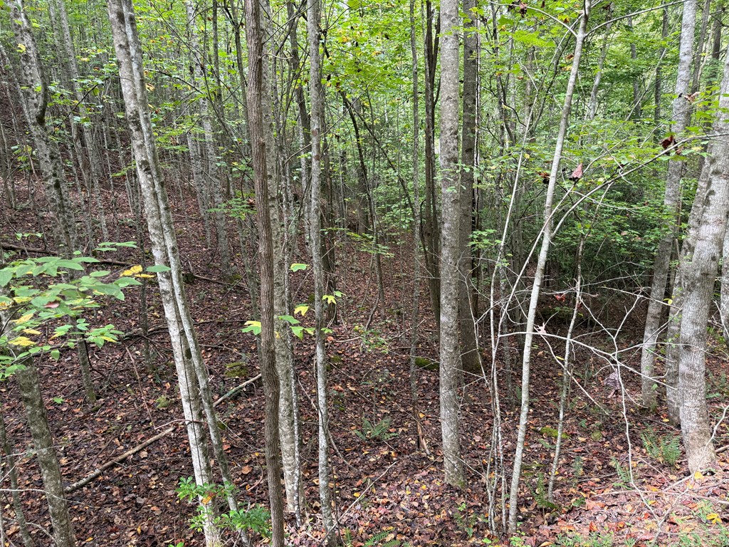 0 Reserve Estate Murphy, NC 28906 - Photo 8 of 18 a close up of a plant in a garden