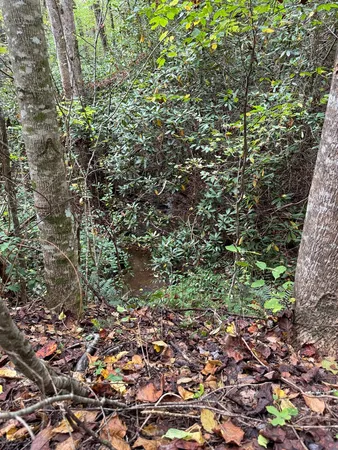 a plant with lots of flowers