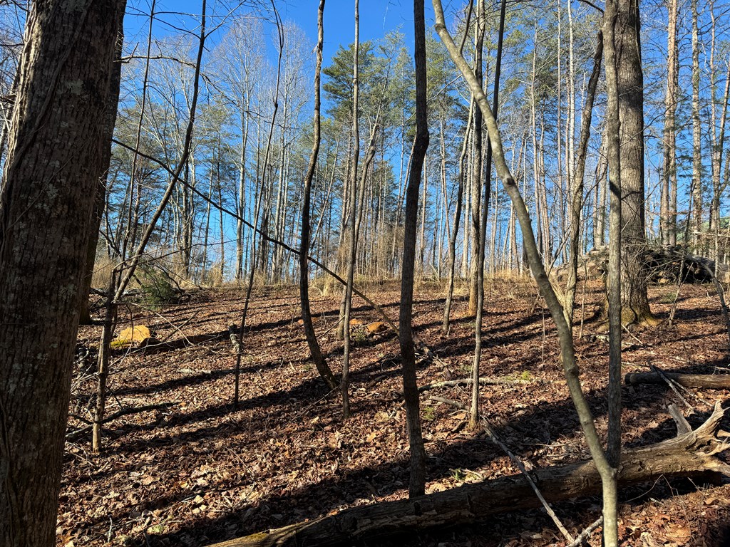 9770 Big Creek Road Ellijay, GA 30536 - Photo 20 of 45 Looking Up towards House site
