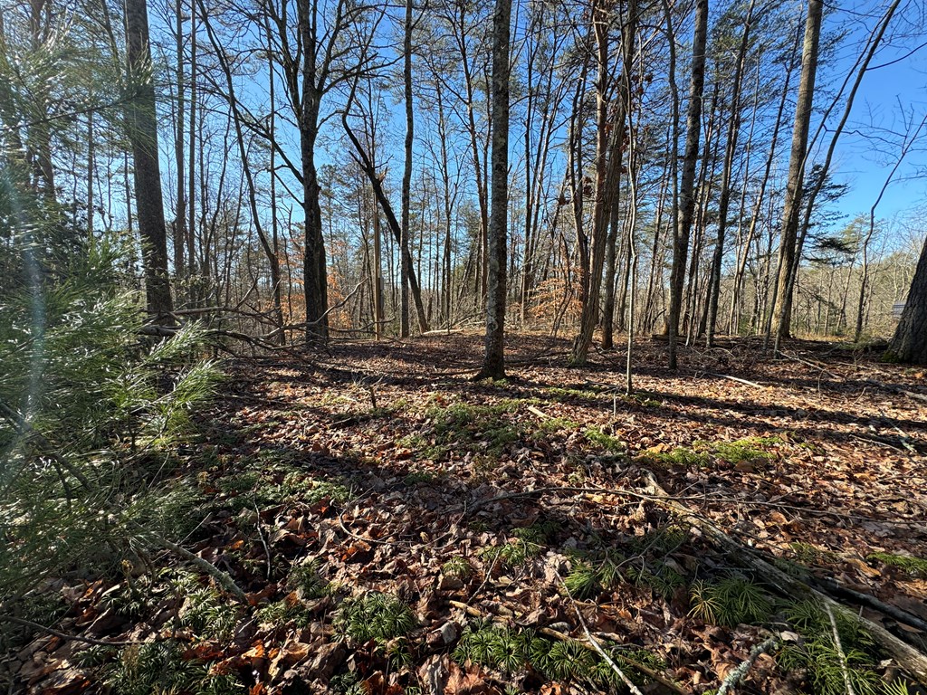 9770 Big Creek Road Ellijay, GA 30536 - Photo 5 of 45 Established Running Cedar