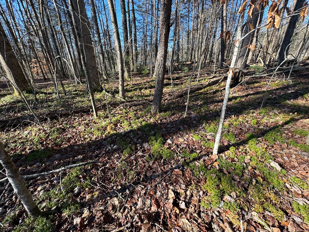 9770 Big Creek Road Ellijay, GA 30536 - Photo 7 of 45 Gallery Image 7