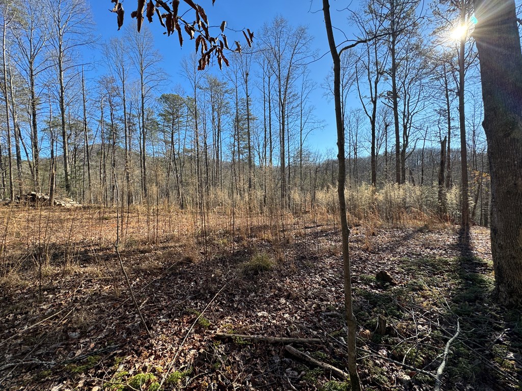9770 Big Creek Road Ellijay, GA 30536 - Photo 9 of 45 Graded House site