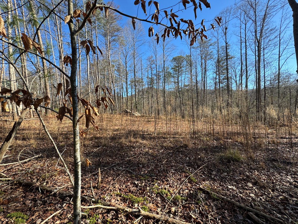 9770 Big Creek Road Ellijay, GA 30536 - Photo 10 of 45 Graded House site