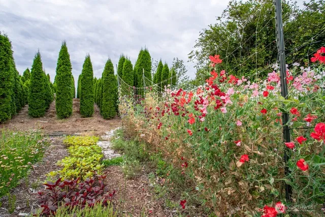 a picture of flowers