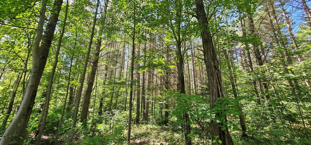 14223 Powell Road Manitowish Waters, WI 54545 - Photo 10 of 20 Gallery Image 10
