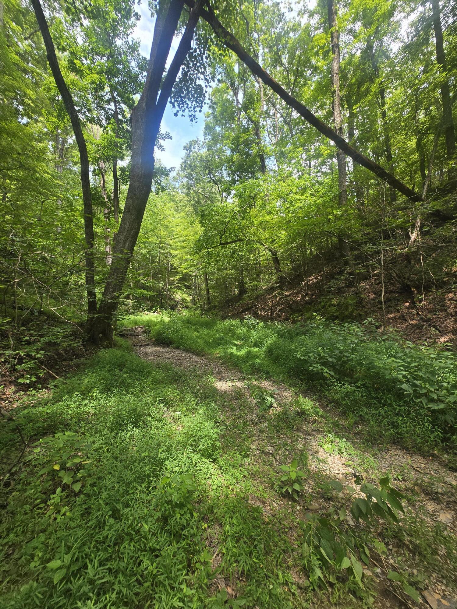 9999 Millstone Road Clay City, KY 40312 - Photo 12 of 17 1000019433