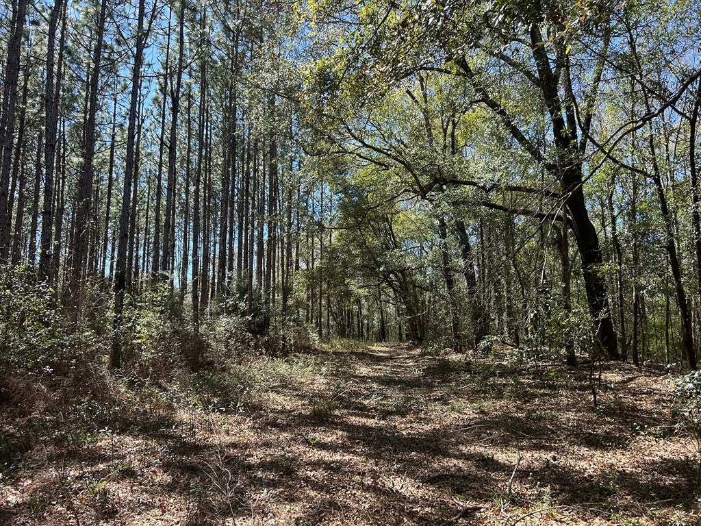 923 Lakeview Road Slocomb, AL 36375 - Photo 35 of 45