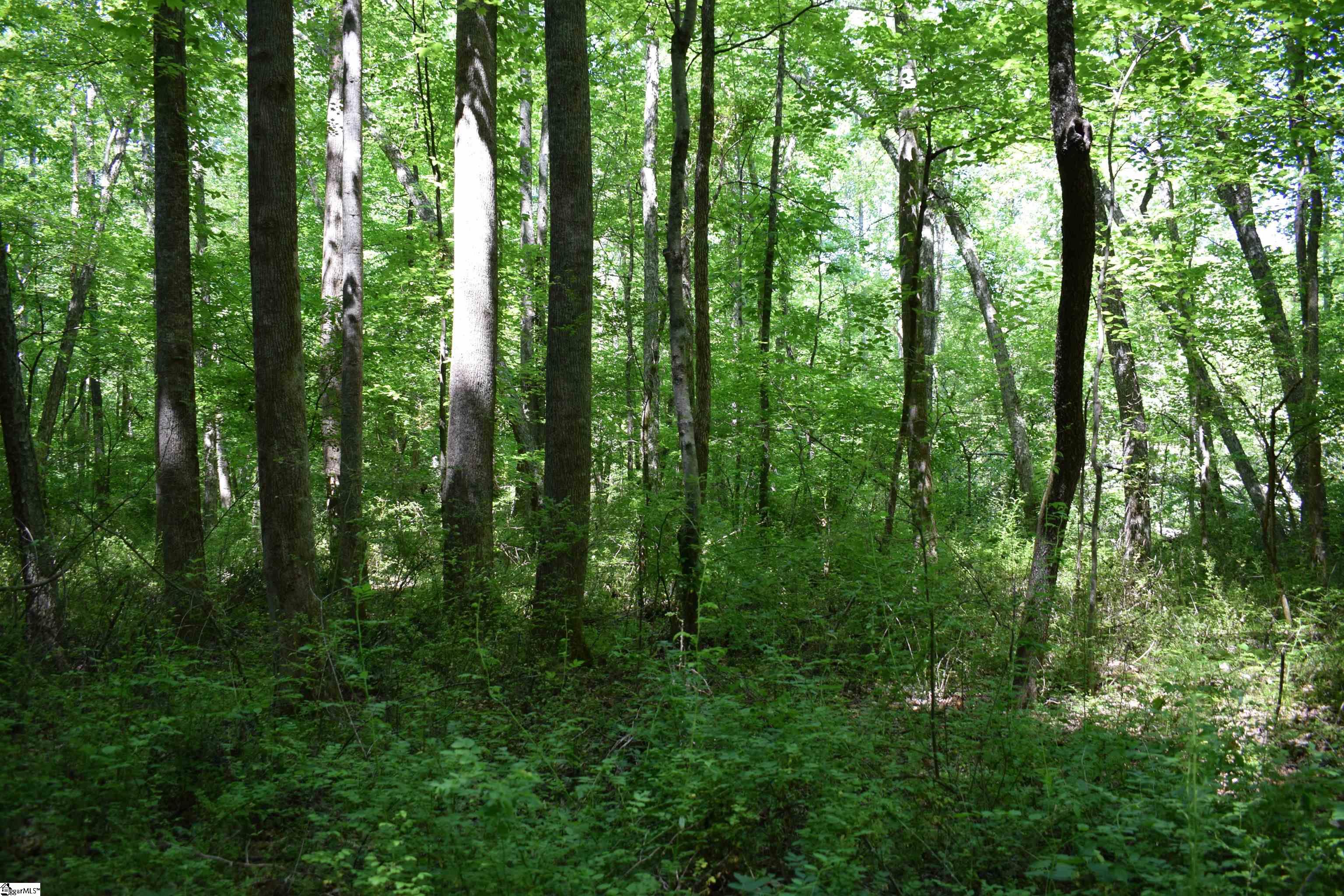 Floyd Blackwell Road Tryon, NC 28782 - Photo 15 of 27