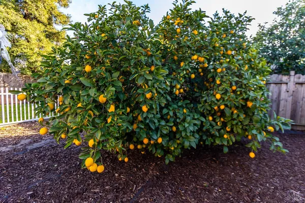 a plant is in a garden